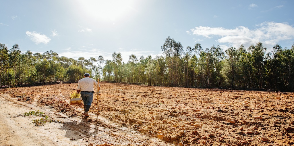 Os produtores florestais na promoção da sustentabilidade