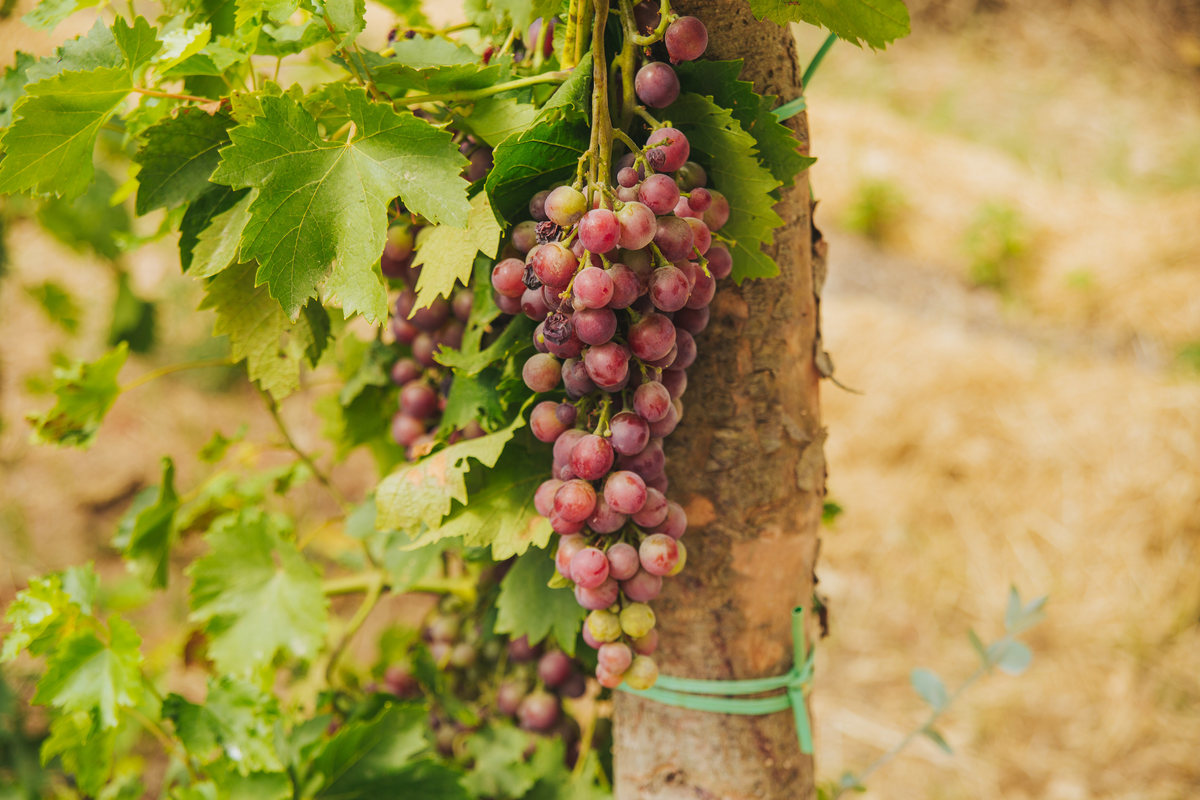 Reduzir químicos na viticultura em 50%