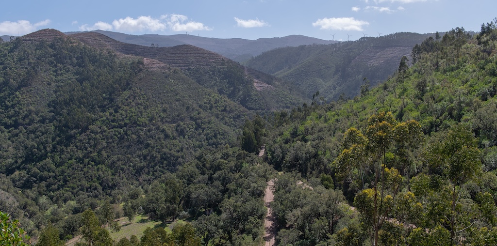 Resiliência florestal: financiamento até final de 2024