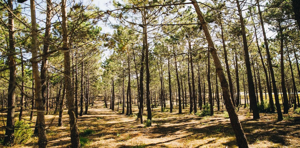 Região Norte quer aumentar área de pinho em 20%