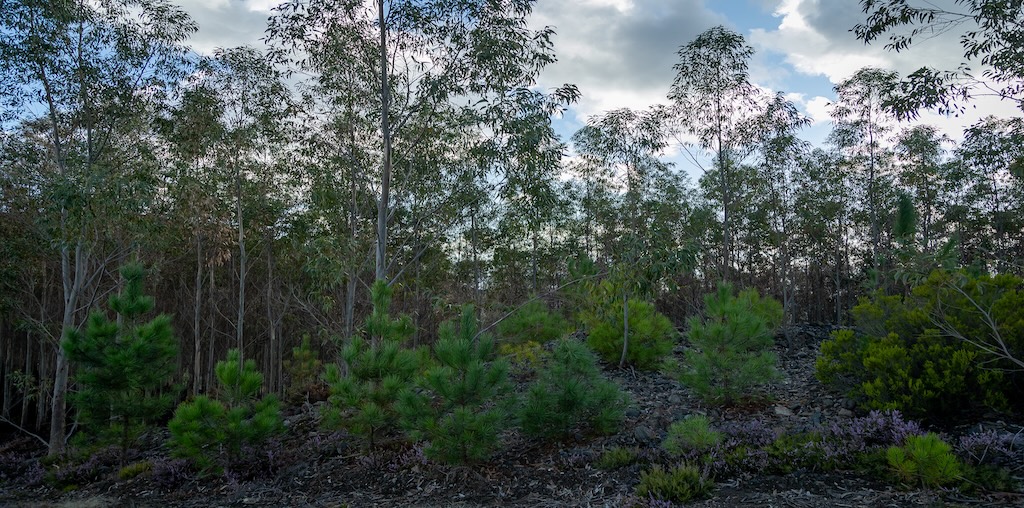 Corte de verbas para a floresta contestado