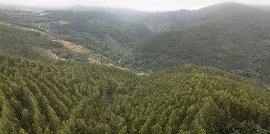 Capacitação florestal rumo ao futuro