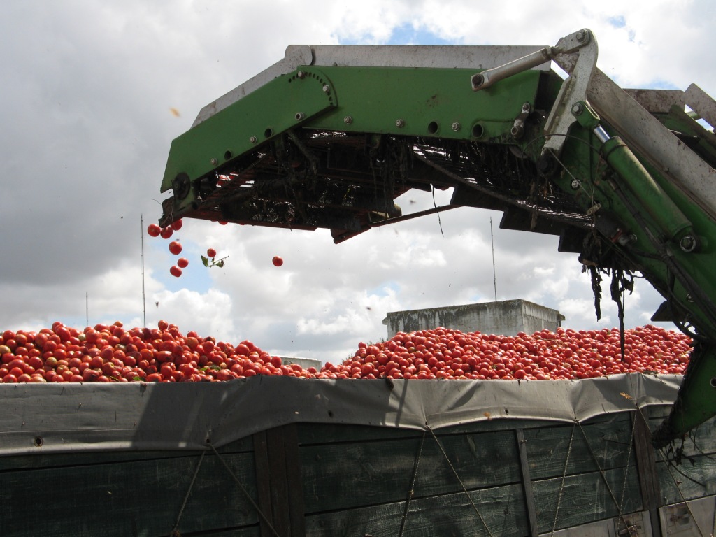 Balanço de Campanha do Tomate de Indústria a 5 de Dezembro em Alvalade