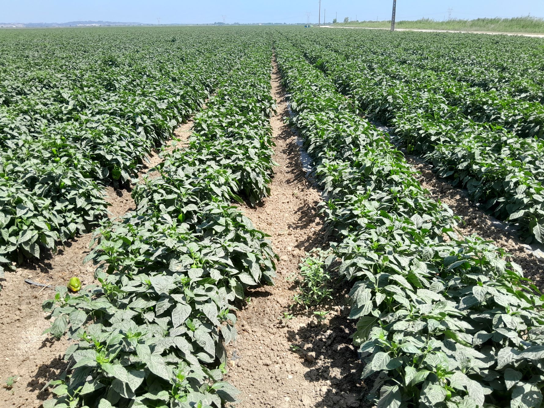 Ministério anuncia pagamentos em Janeiro de 118,1 M€