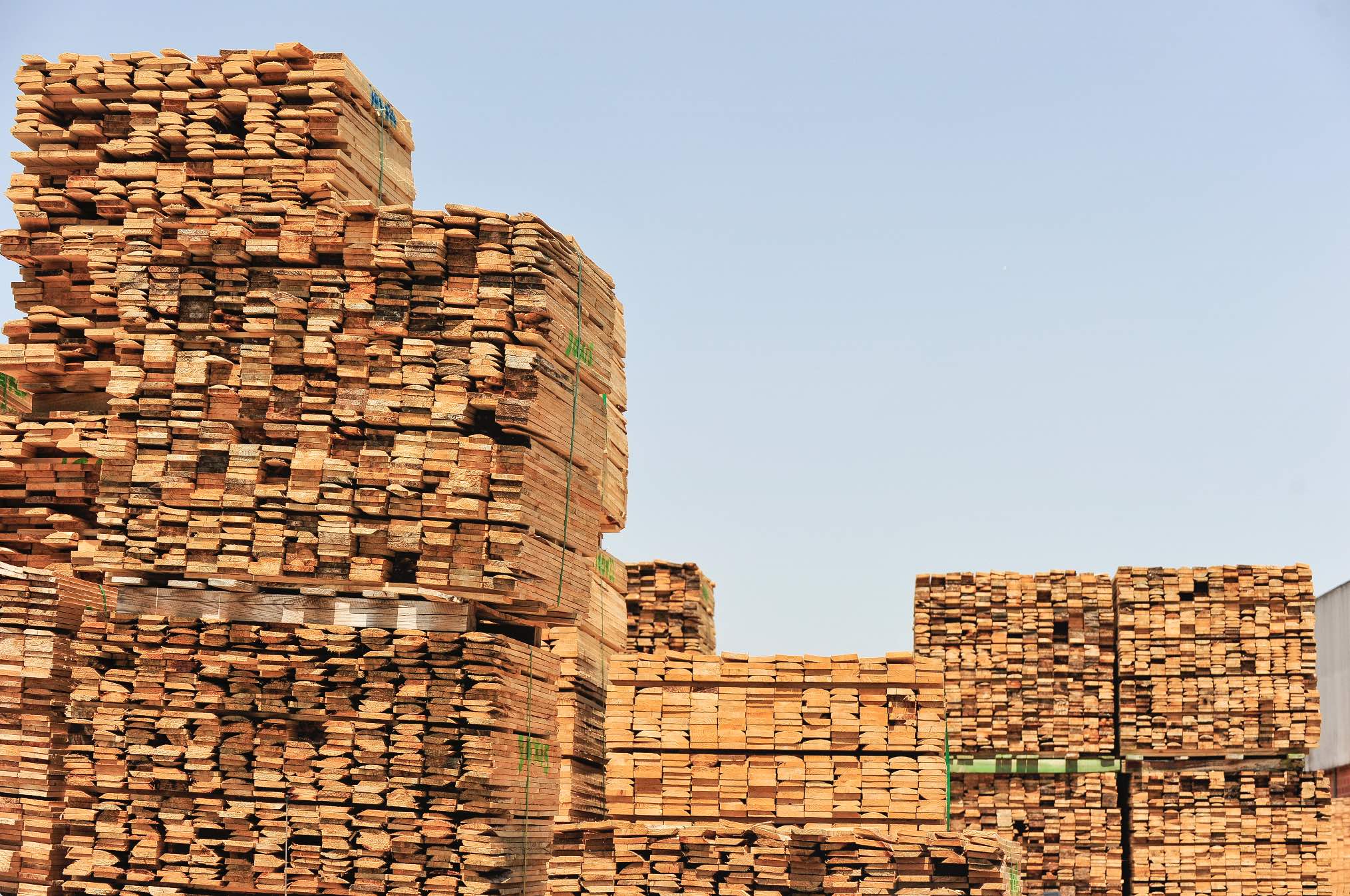 Exportações da Fileira do Pinho crescem em 2025 e superam setor florestal