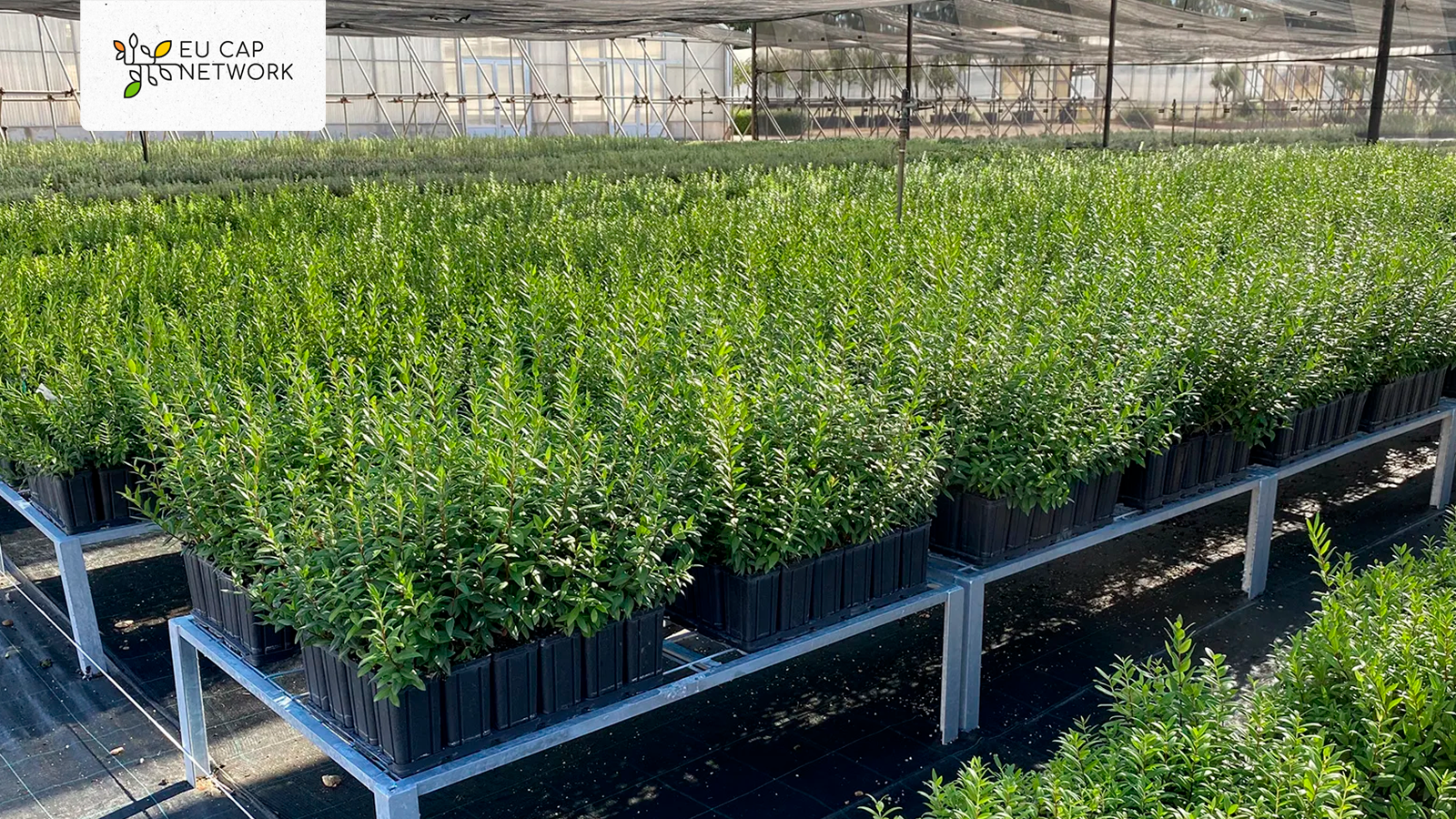 EU CAP Network | Novo protocolo reforça resiliência florestal